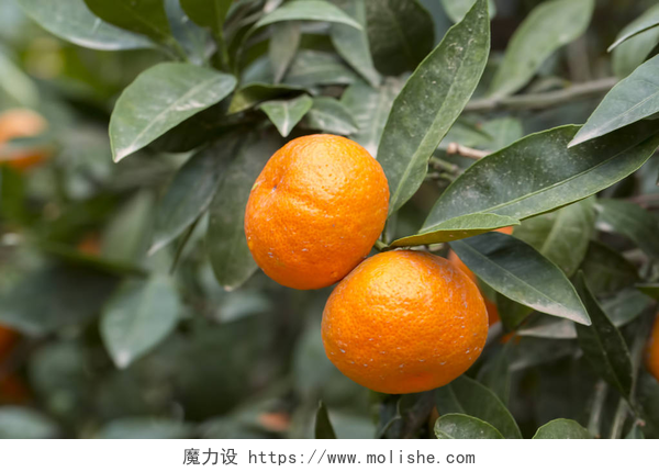 绿叶树枝上结的橘色果实橘树农业